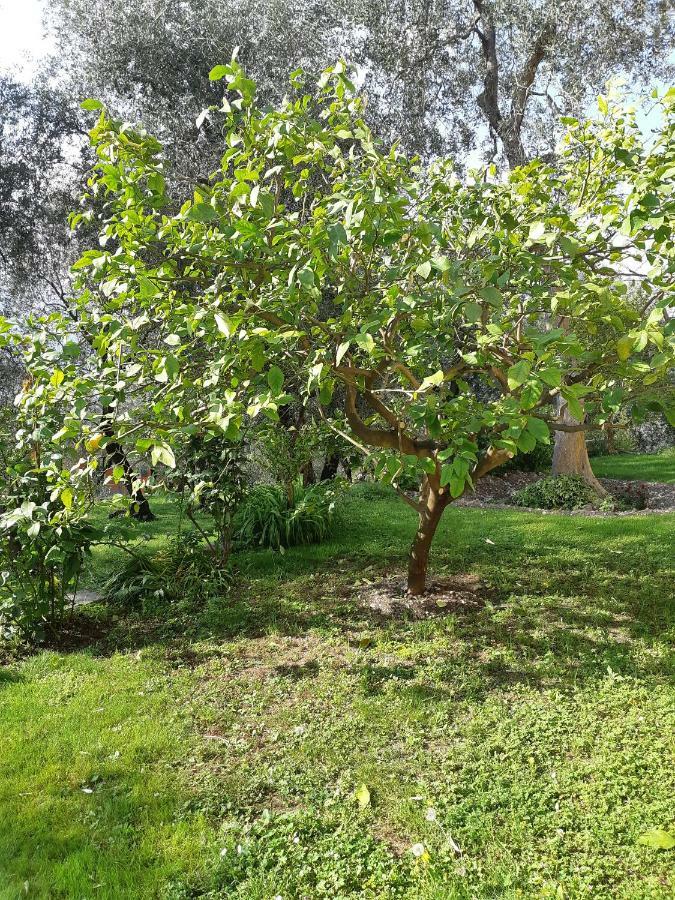 Casa Vacanze Ester Brenzone sul Garda Esterno foto